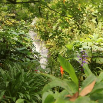 Waterfall in Rainforest Biome at Eden Project